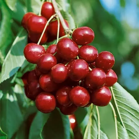 Sweet Cherry Kernel Carrier Oil.webp